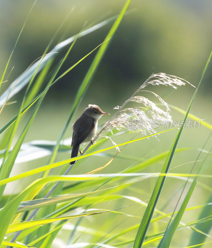 沼泽莺(Acrocephalus palustris)